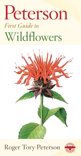 Peterson First Guide To Wildflowers Of Northeastern And